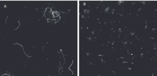 Fig. 2. Microscopic observation of FP suspension, 1.5% w/v (A), and SCB suspension, 3% w/v (B), both captures represent an area of 0.5 cm × 0.5 cm, 10× magnification, dark field mode (Morphologi G3S, Malvern Inst.).