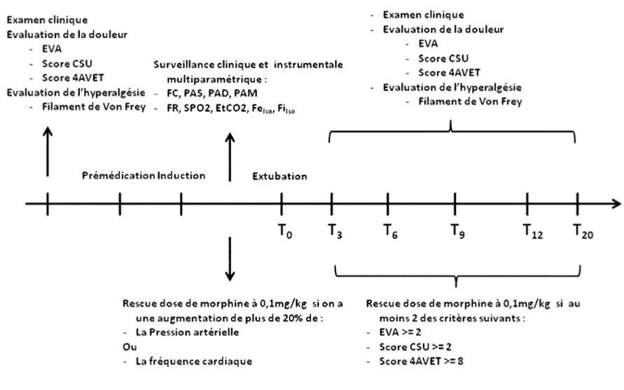 Figure 8 : Schéma expérimental de la prise en charge analgésique
