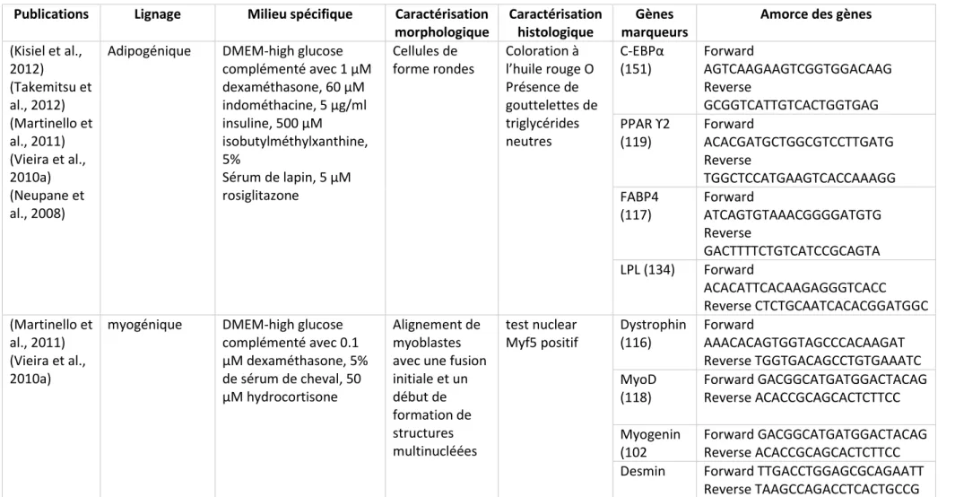 Tableau 1 : Différenciation des MSCs canines dérivées de tissu adipeux ou de moelle osseuse: milieu utilisé et méthode d’attestation de la différenciation