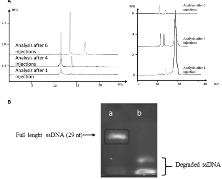 Figure 1. (A) Analysis of ssDNA in Tris-Acetate migration buffer (50 mM pH 8.2) during six injections with a 50 ␮m id, PVA coated capillary (Fig