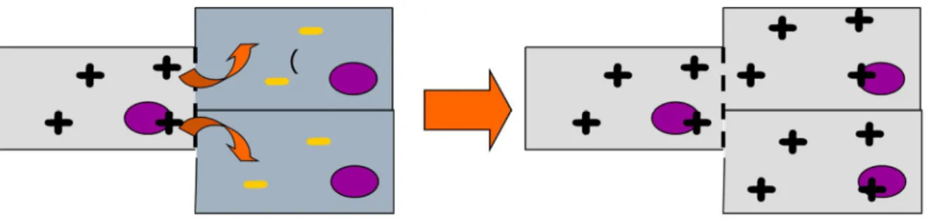Figure 2 : Schéma illustrant la conduction de la dépolarisation de cellule à cellule 