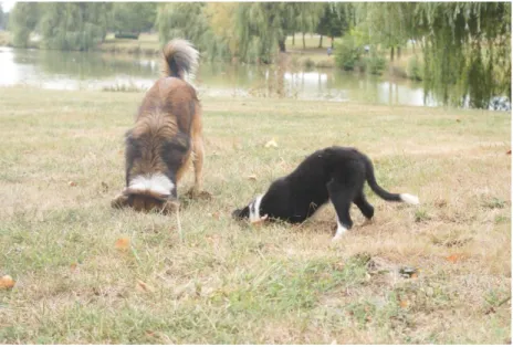 Figure  4 : Exemple d’apprentissage  par facilitation sociale chez le chien.   Un chiot imite un adulte qui creuse à la recherche  d’une taupe
