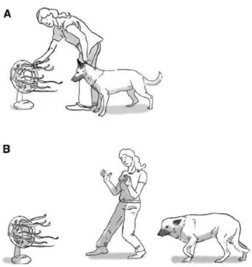 Figure  6 : Exemple  de référenciation  sociale entre  un  chien et son propriétaire. 