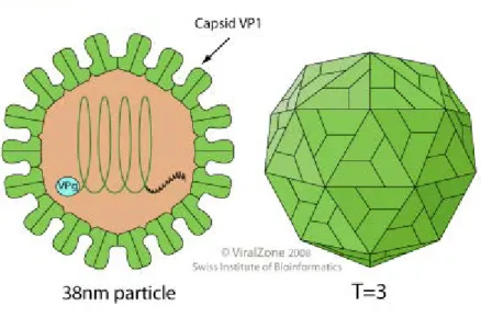 Figure 1 : Structure et organisation d'un virion de Caliciviridae 