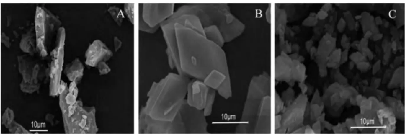 Fig.  2.  Scanning  electron micrographs  of (A)  free {:1-CD,  magnification  x 1500;  (B)  clove  E0:{:1-CD  complexes,  magnification  x 5000;  and  (C)  Mexican  oregano  E0:{:1-CD  complexes,  magnification  x 5000