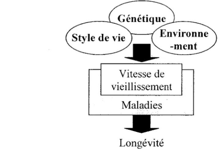 Figure 1 : Modele du vieillissement et de la longevite (Meydani, 2001). 