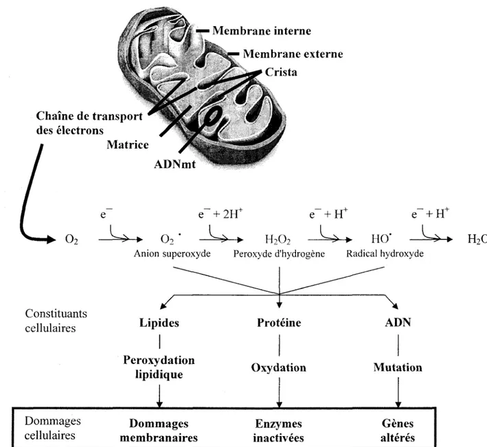 Figure 2 : Mecanisme de production des especes reactives de l'oxygene et effets  biologiques