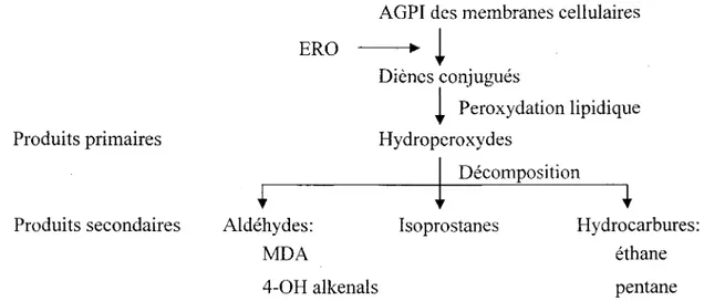 Figure 3 : Produits de La peroxydation lipidique. AGPI : acide gras polyinsature;  ERO : especes reactives de l'oxygene; MDA : malondialdehyde