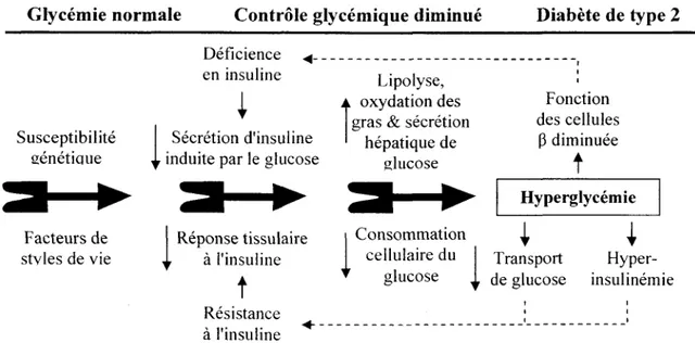Figure 5 : Modele conceptuel du developpement du diabete (LaMonte et al., 2005). 
