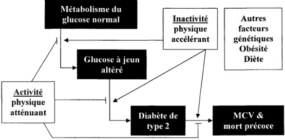 Figure 8 : Modele conceptuel du developpement des MCV (LaMonte et al., 2005).  MCV : maladies cardiovasculaires