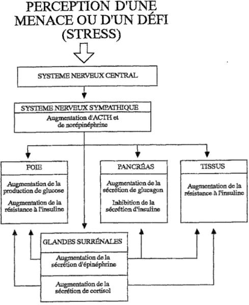 Figure 1. Schéma simplifié des mécanismes d'augmentation  de la glycémie par le stress.