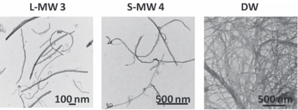 Fig. 2. Synthetic routes for the functionalization of the precursor CNTs. (a) 1,3-Dipolar cycloaddition reaction: i, (CH 2 O) n , DMF, 125 ! C, 24 h or 72 h; (b) amidation reaction: 1) SOCl 2