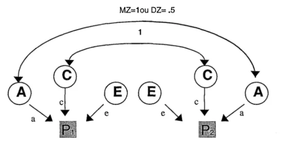 Figure 1. Modèle additif ACE univarié où A = a2 et désigne la force des facteurs génétiques ; C = c2 et désigne la force des facteurs d’environnement commun ; E = e2 et désigne la force des facteurs d’environnement unique  y compris la mesure d’erreur.