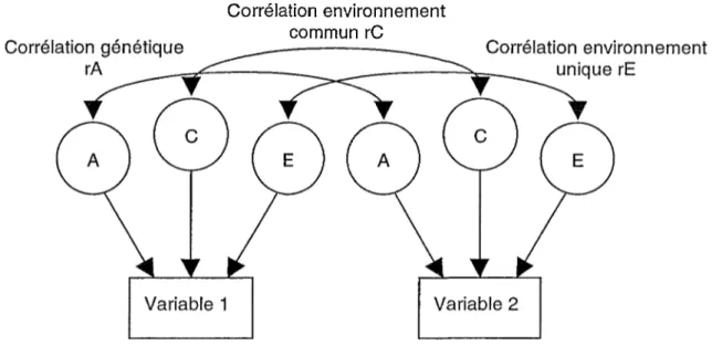 Figure 2. Modèle bivarié des facteurs corrélés où A = facteurs génétiques latents, C = facteurs  environnement commun latents et E = facteurs environnement unique latents