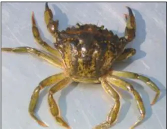 Figure 1.1 Le crabe vert européen Carcinus maenas (tiré de MPO, 2009b) 