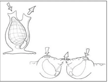 Figure  1.3  Structure  des  tuniciers  solitaires  (gauche)  et  coloniaux  (droite)  (tiré  de  MPO, 2010b) 