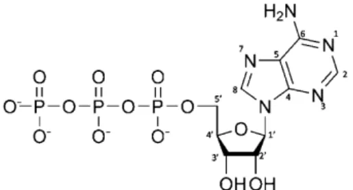Fig. 1. Chemical formula of adenosine 5  triphosphate (ATP)