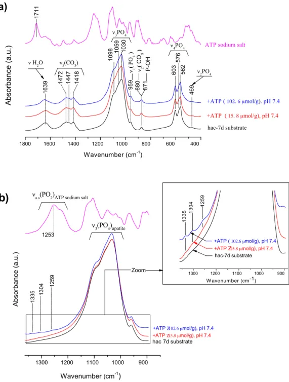 Fig. 3. (a) FTIR analysis of the apatitic substrate before and after ATP adsorption for varying coverages, and spectrum of ATP sodium salt