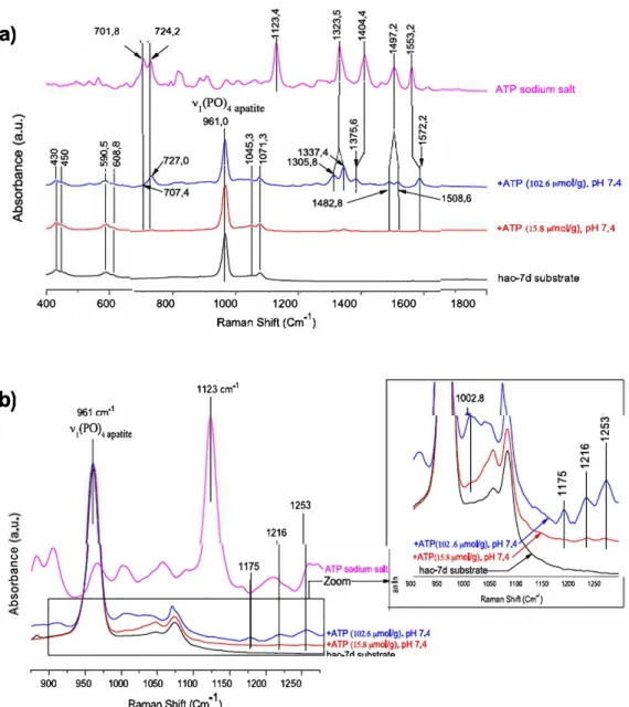 Fig. 4.  Raman micro-spectroscopy analysisofthe hac-7d substrate before or after adsorption(pH 7.4)and of ATPsodium sait: (a)general spectrum in the range400-1800cm·1  and (b) zoom in the vibration region 900-1275cm - 1 