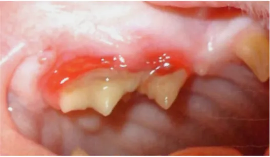 Figure 7 : Exemple de lésions retrouvées lors d’une parodontite agressive chez le chat  (Crédit Photo : Hennet, Boutoille 2013) 