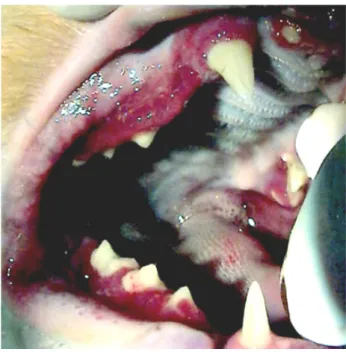 Figure  16:  Forme  diffuse  d’hyperplasie  gingivale  inflammatoire  chez  un  Maine  Coon  (Crédit Photo : Hennet, Boutoille 2013) 