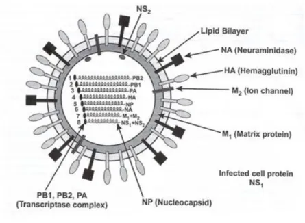 Figure 2 : Schéma d’un virus influenza et de ses composants 