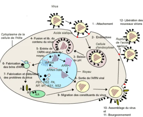 Figure 5 : Cycle de réplication du virus influenza  