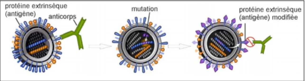 Figure 6 : La dérive antigénique                                                                     Source : http://www.evolution-of-life.com/