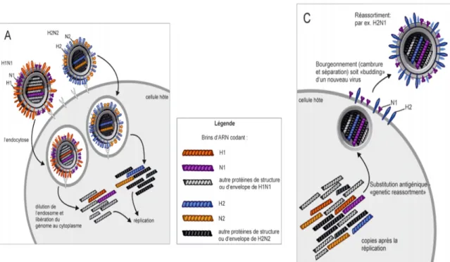 Figure 7: Exemple de réassortiment génétique © National Institute of Allergy and Infectious Diseases (NIAID)  (modifiés)   Source : http://www.evolution-of-life.com/