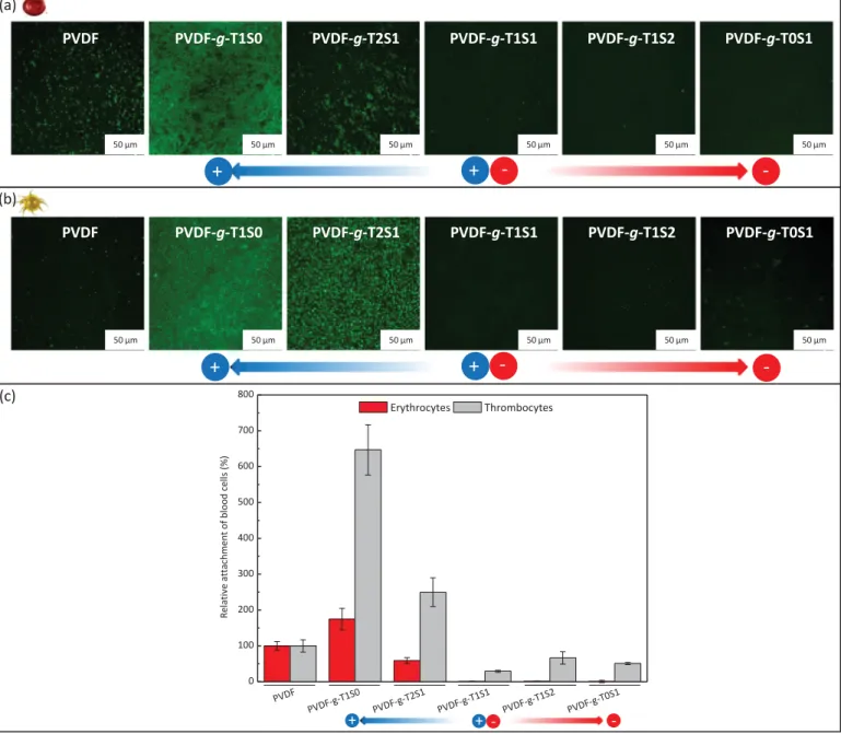 Fig. 11. Effect of surface modiﬁcation and charge-bias on the adhesion of (a) erythrocytes and (b) thrombocytes