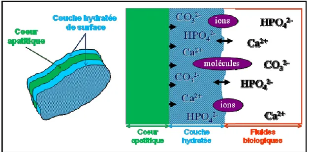 Figure 4. Représentation schématique de la couche hydratée des nanocristaux d’apatites biomimétiques 