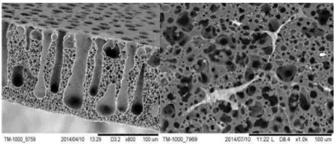 Fig.  1:  ESEM  micrographs  of  membranes,  Right;  membrane  with  double  porosity,  Left;  HDLEC  colonization after 24h of incubation