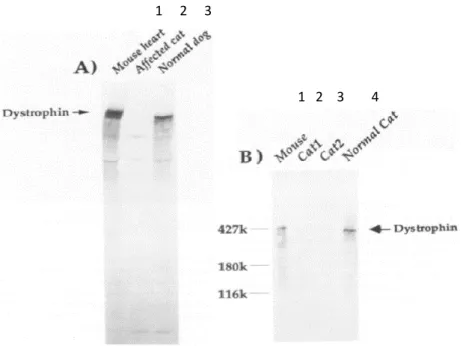 Figure  7  :  Détection  par  immunoblot  de  la  dystrophine  chez  deux  chats  mâles  présentant  une  dystrophie  musculaire
