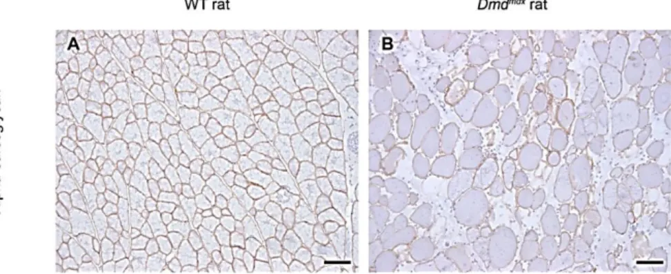 Figure  15 : Expression du sarcoglycane  chez des rats sauvages et Dmd mdx . L’absence de dystrophine  dans les fibres des muscles squelettiques est associée à une forte diminution dans l’expression du sarcoglycane  chez  des  rats  Dmd mdx 