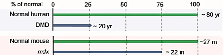 Figure  19 : Comparaison de l’espérance de vie  chez l’homme  atteint  de myopathie  de Duchenne et  chez la souris mdx