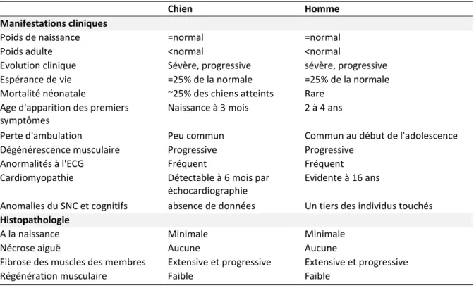 Tableau 5 : Comparaison des atteintes cliniques et histopathologiques du chien cDMD et de l’homme  atteint de myopathie de Duchenne, [1]