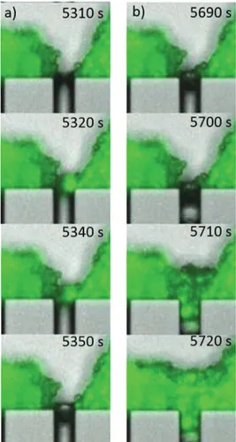 Figure 9.  Dynamics of blocking and reopening events. Particle/bacteria aggregate coming from the erosion of  dendrites can be swept out with the flow if the fragments are small (a) or can lead to the permanent obstruction  of the channels if the fragment 