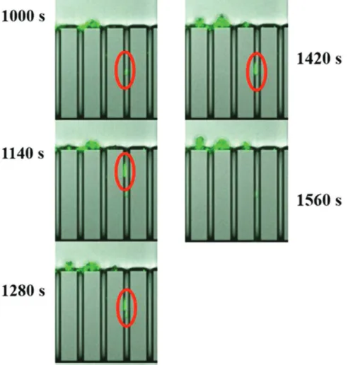 Figure 7.  The presence of bacteria and extracellular polymeric substances can induce particle/particle  and particle/wall slippery interactions