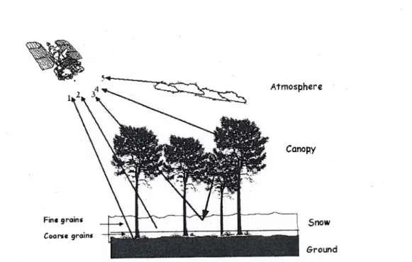 Figure 2.8.: The main contributions to the microwave emission measured by a spaceborne radiometer: (1) upward emitted sou emission contribution; (2) contribution from the snowpack (emission/scattering); (3)combined contribution from the canopy and the snow