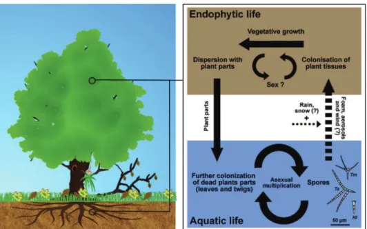 Fig 2 e Aquatic hyphomycetes may have a double life in terrestrial and aquatic environments, i.e
