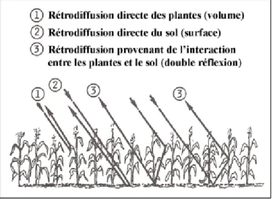 Figure 2.2 Contribution de la rétrodiffusion d'un couvert végétal sur un sol nu. Adaptée de  Henderson et Lewis [1998, p