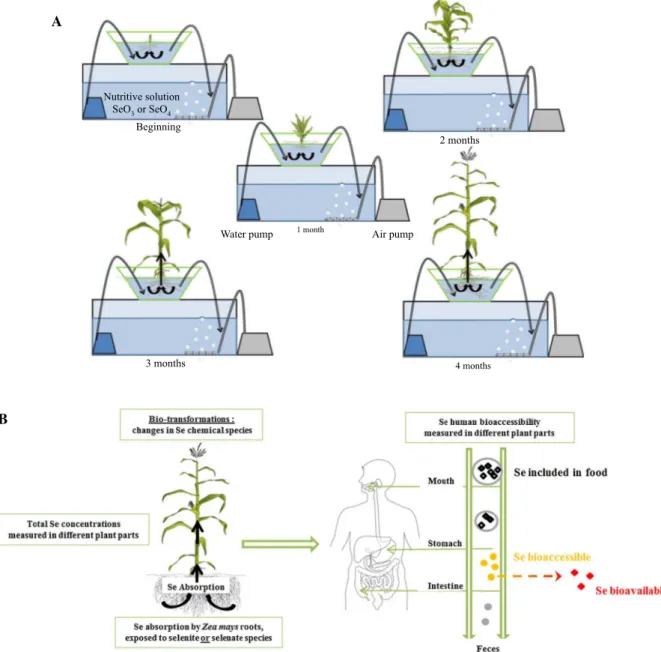 Fig. 2 a Experimental design of plant cultures. b General experimental design with the main measures performed in controlled conditions