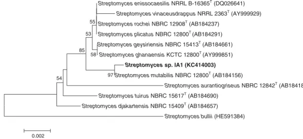 Fig. 1. Phylogenetic tree based on 16S rDNA sequences showing the relationship between strain IA1 and related type-species of the genus Streptomyces