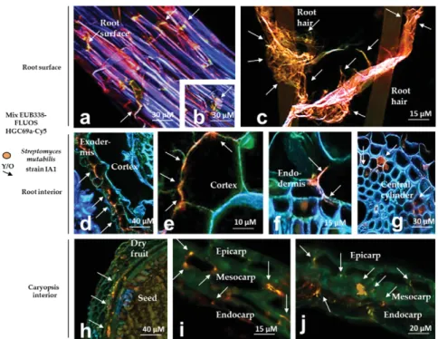 Fig. 3. Confocal scanning microscopy with DOPE-FISH hybridization of seedling parts 10 day post control inoculation showing, using EUB338mix-FLUOS and HGC69a-Cy5 probes, no hybridization of probes