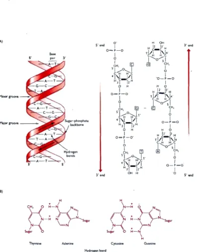 Figure  1.2:  "(A)  Two  representations  of  a  DNA  double  h elix.  On  t he  left  the  structure  is  shown  with  the  sugar-phosphate  'backbones '  of  each   polynucleo-tide  drawn  as  a  red  ribbon  with  t he  base  pairs  in  black
