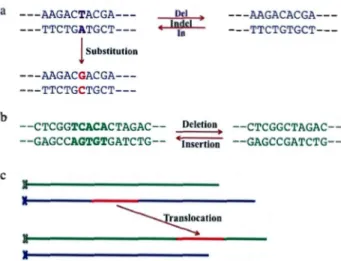 Figure  1.7: Mutation  types:  a)  Point  mu tation  b)  Small-scale mut at ion  c)  Large- Large-scale mut ation  or  genome  rearrangement 