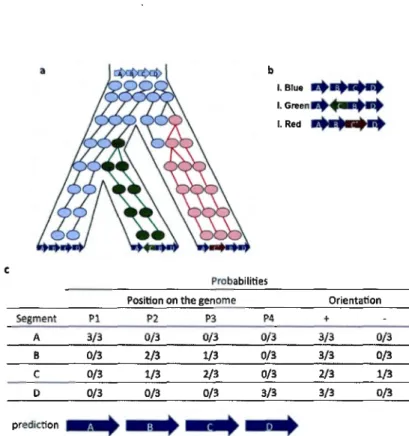 Figure 1.10:  Prediction of an evolutionary scenario : This simplified example shows  the  prediction  process  Qf  an  evolutionary  scenario  from  contemporary  genomes