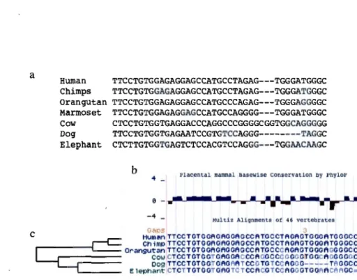 Figure  1.11:  Comparative  genomics.  a)  Multiple  sequence  alignment.  b)  MSA  of  a  conserved  region  of  5  mammals  genome  sequences  against  the  human  genome  and the corresponding conservation track from  UCSC genome browser