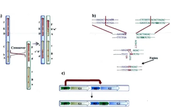 Figure  1.16:  Genome  rearrangement  mechanisms .  a)  Non-allelic  homologous  re- re-combination  (NAHR)  :  A  misalignment  in  crossover  between  two  non-allelic   ho-mologous  regions,  instead  of  two  all elic  regions