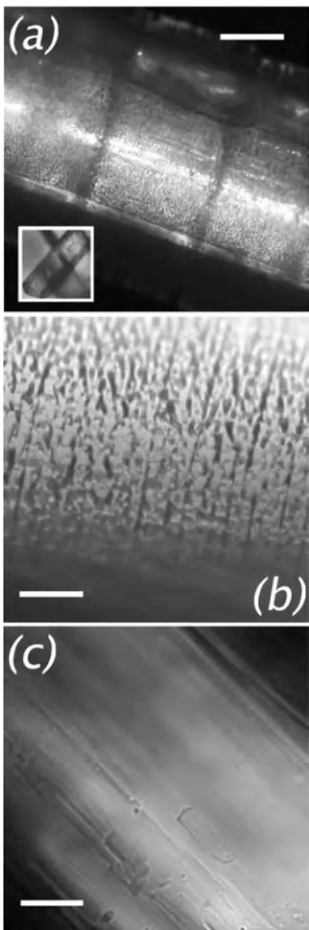 Figure 6. Optical transmission micrographs. Clathrate crystals are larger, more rounded, and rougher than the host crystal: (a) Side view of a CO 2 −HQ needle (inset: the pure host, α-HQ, at the same scale); (b, c) close up views of the clathrate and α-HQ 